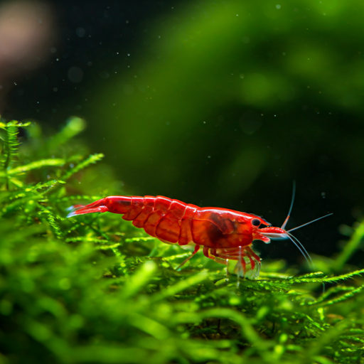 Neocaridina Shrimp